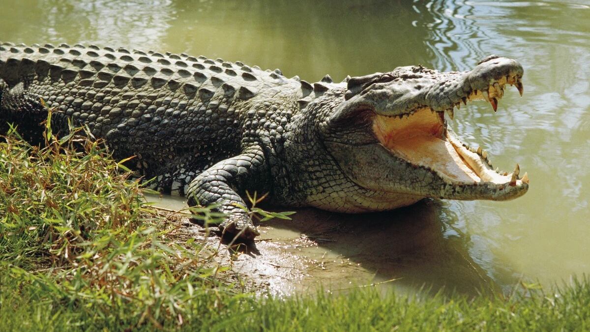 Mujer muere devorada por un cocodrilo