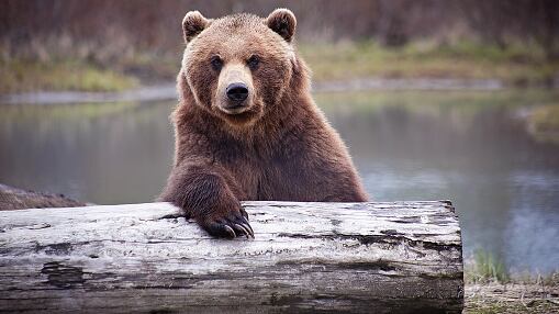 Familia contrae ‘gusanos cerebrales’ al comer carne de oso poco cocida