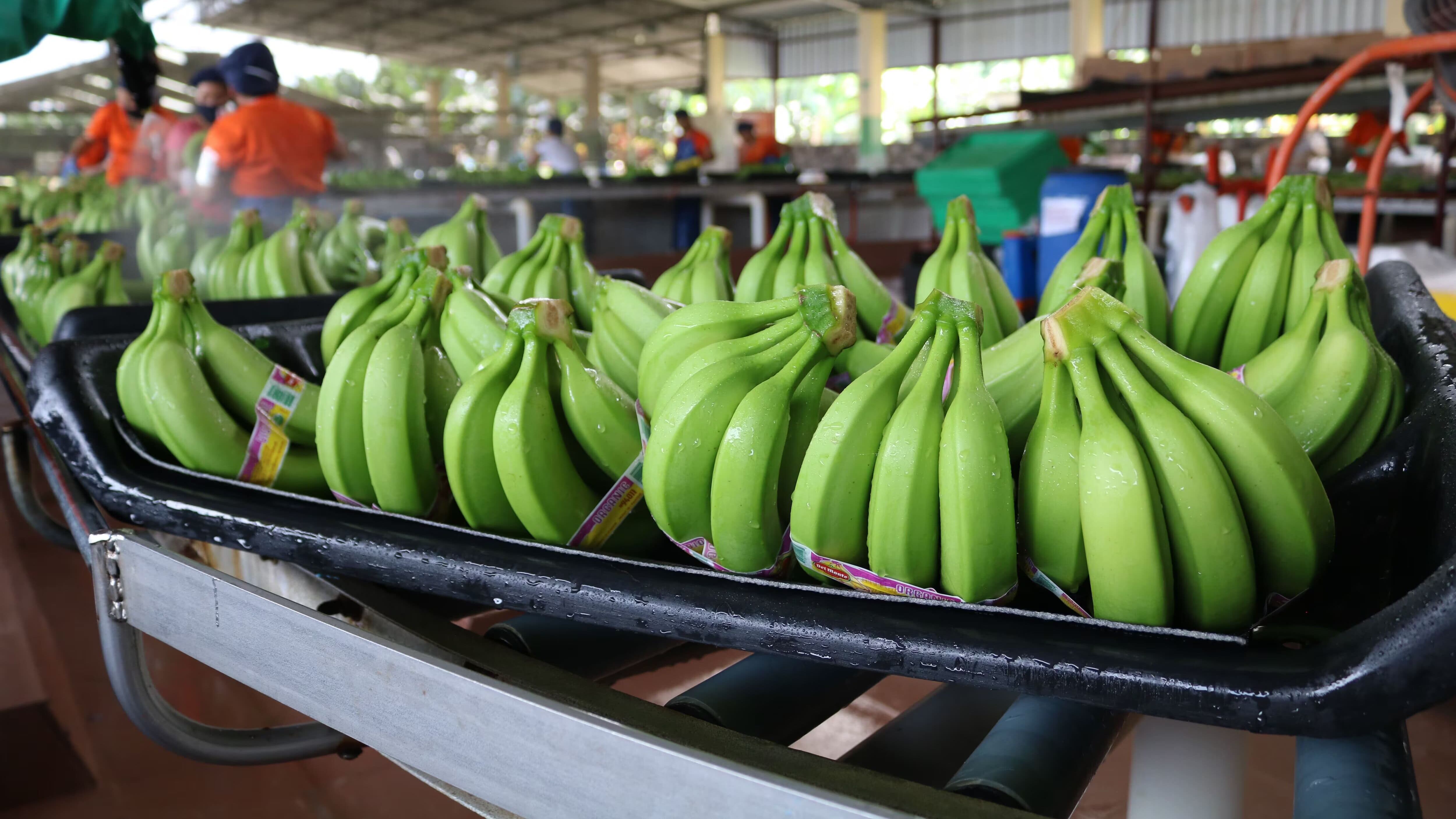 Bananas procedentes de Ecuador