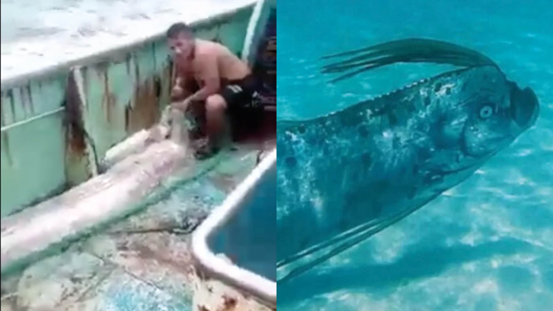 Capturaron a un enorme pez remo en las costas de Chanduy en Santa Elena justo cuando fue el sismo de 6.9 en Panamá