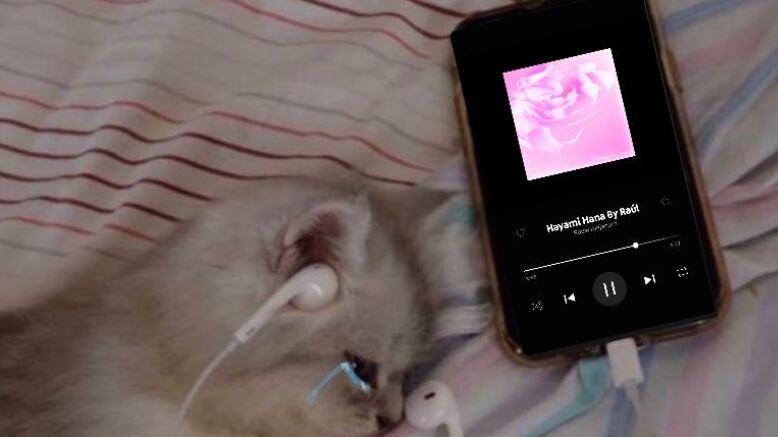 Memes de canción de Rauw Alejandro