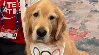 Beacon, el primer perro de terapia del Equipo de Gimnasia de Estados Unidos