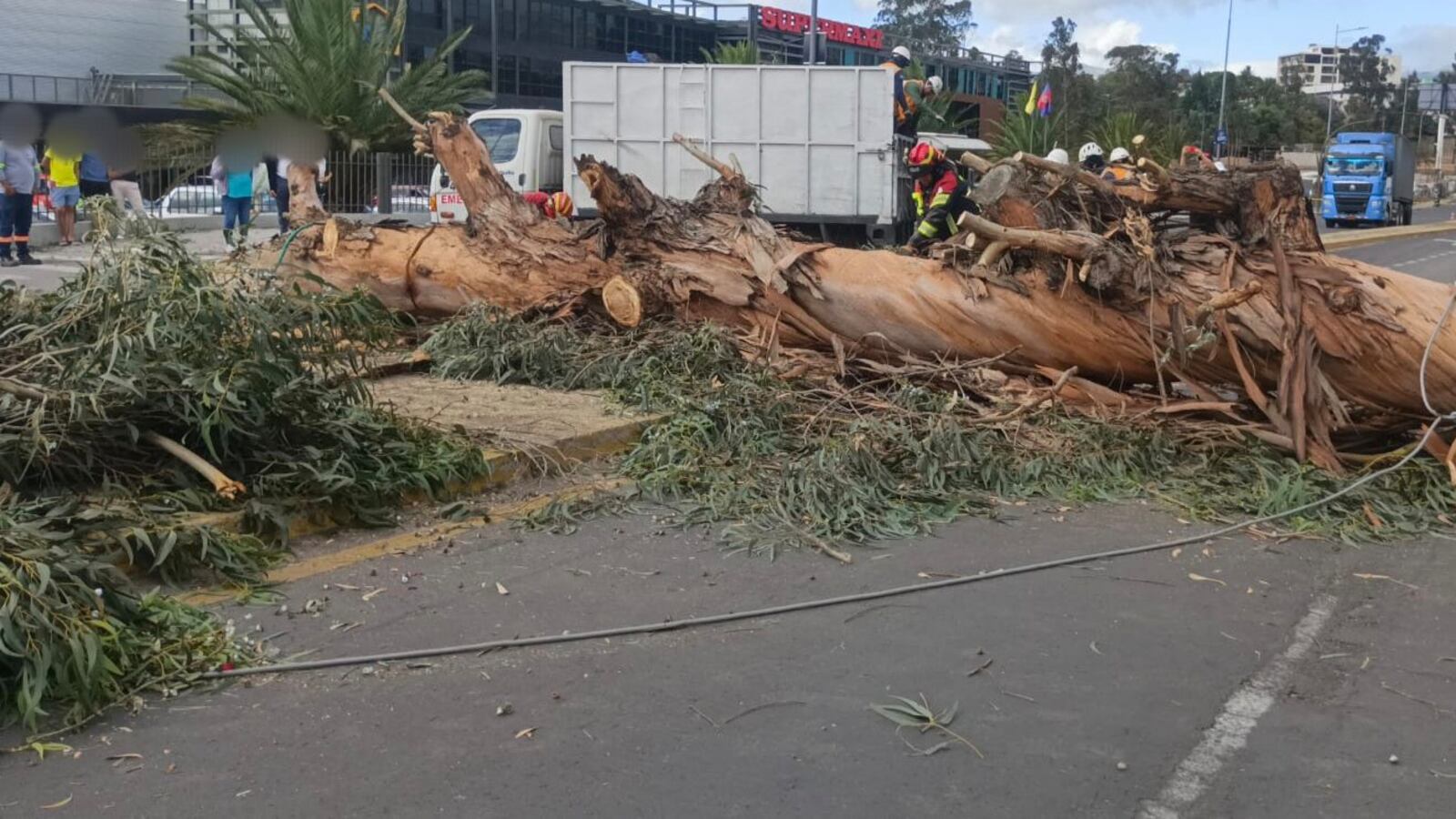 Un árbol de gran tamaño cayó en la avenida Oswaldo Guayasamín