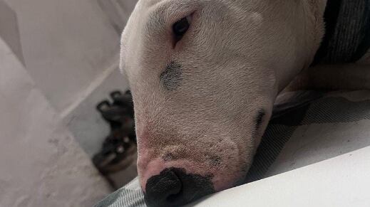 Oreo ya está con su familia