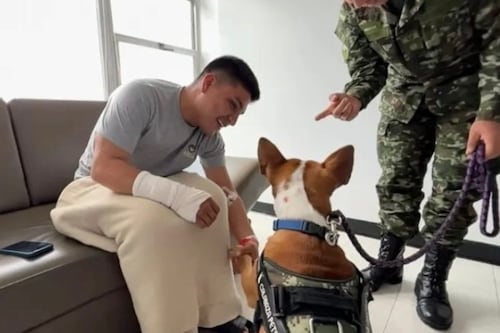 Conozca a ‘Paco’, el perrito criollo, que visita a los militares heridos en Arauca