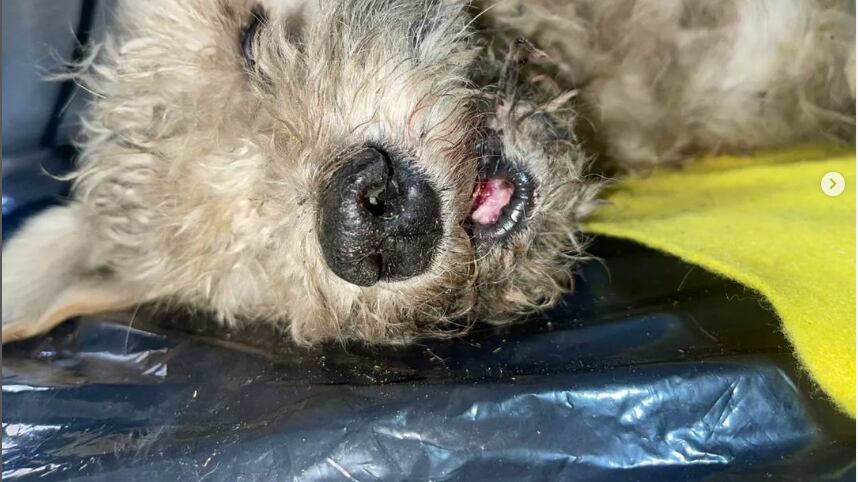 ¡Miserables! Apuñalaron 12 veces a un perrito en el norte de Quito