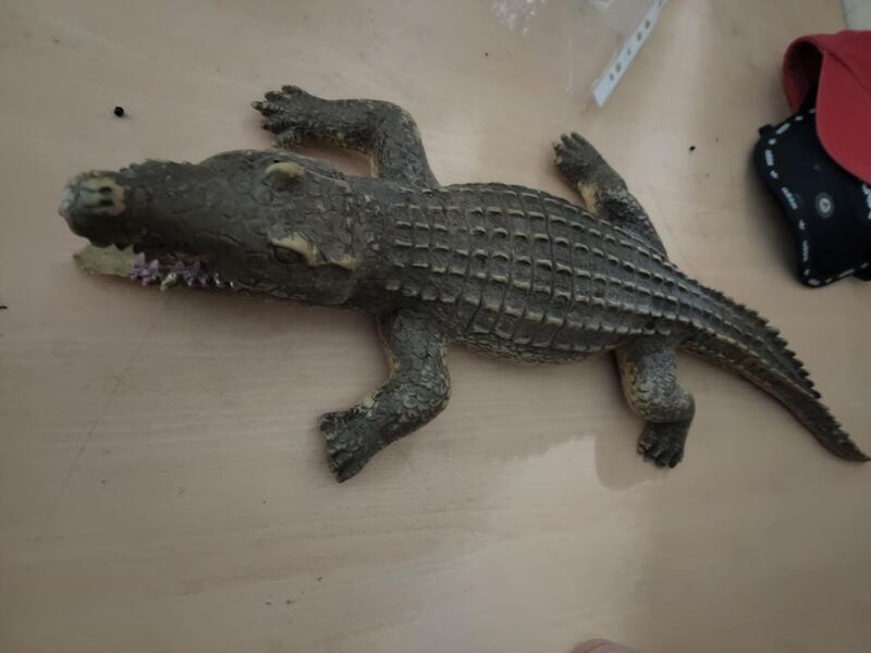 Lagarto disecado