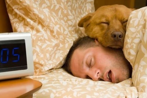 ¿Por qué los perros dan vueltas en círculo antes de dormir?