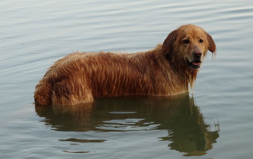 Golden Retriever
