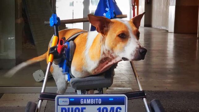 Gambito recibe una silla de ruedas personalizada