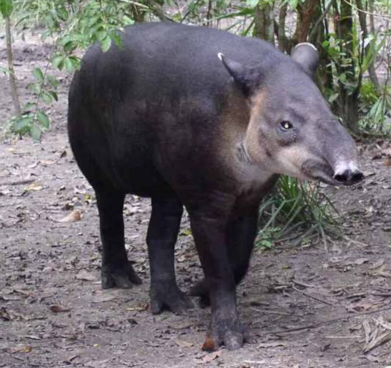 Captan al tapir sudamericano.