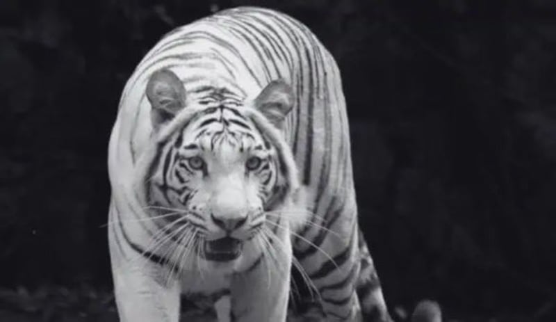 Indira, la tigresa de bengala blanca del Zoológico de Cali, falleció tras un enfrentamiento con su hijo Kanú.