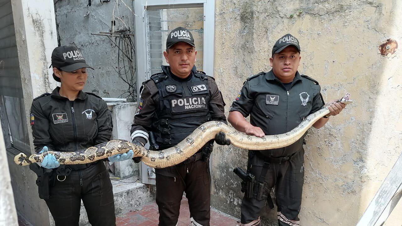 Boas en Guayaquil