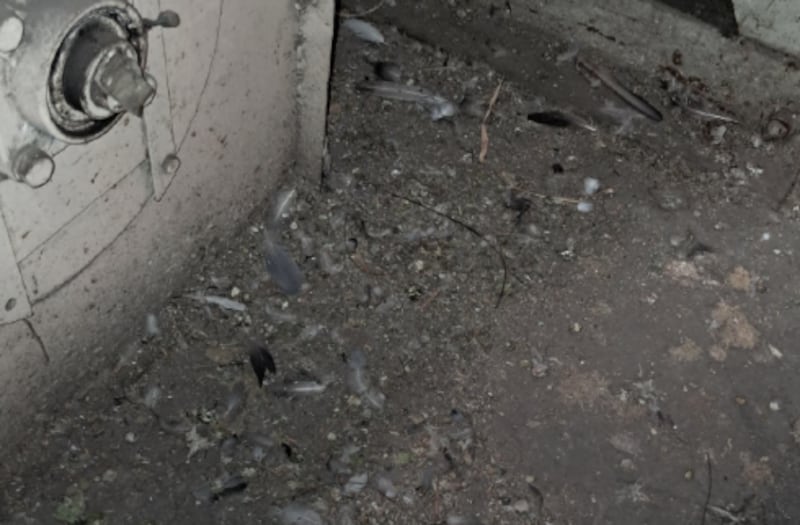 ¡De terror! Hallan palomas muertas dentro de procesadora de arroz en Daule - Fuente: Arcsa