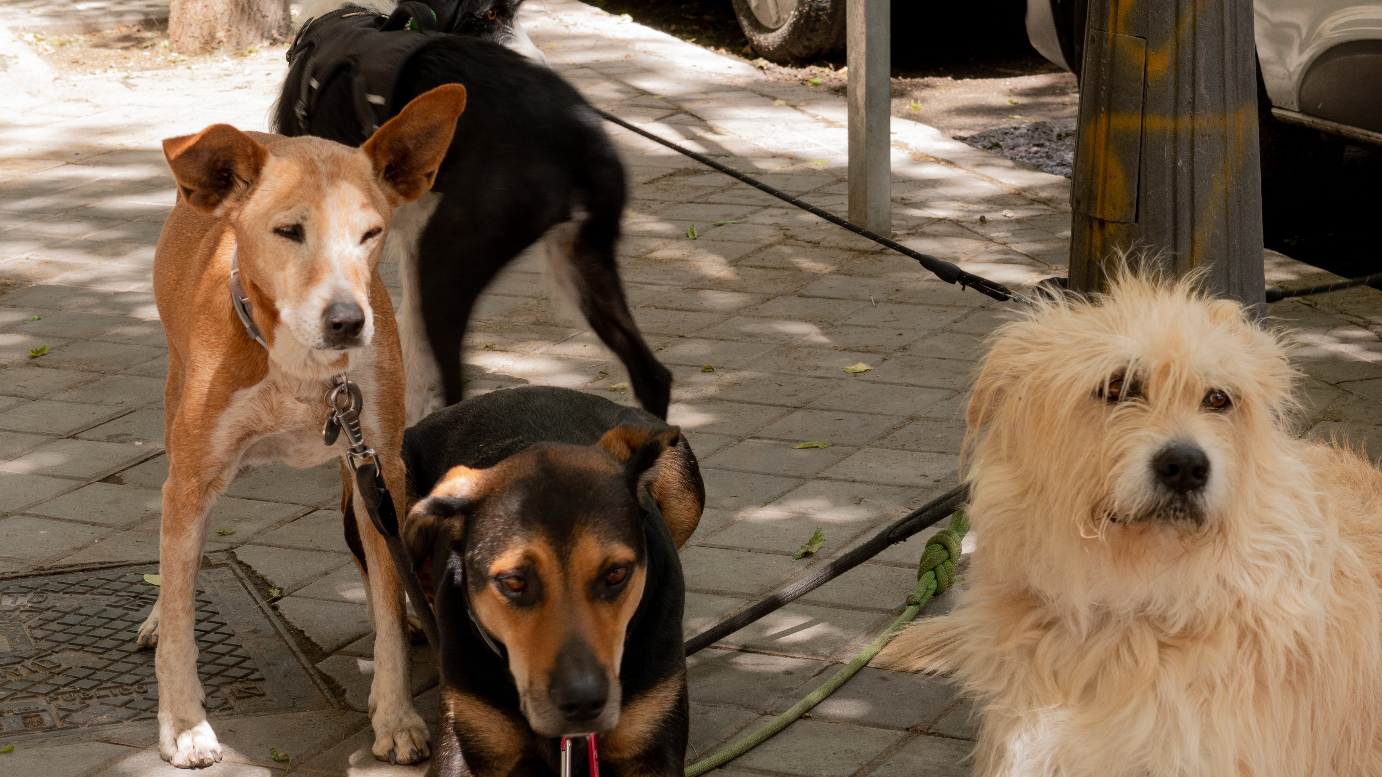 La actividad se realizará del 13 al 16 de abril e incluirá también un espacio de adopción responsable.