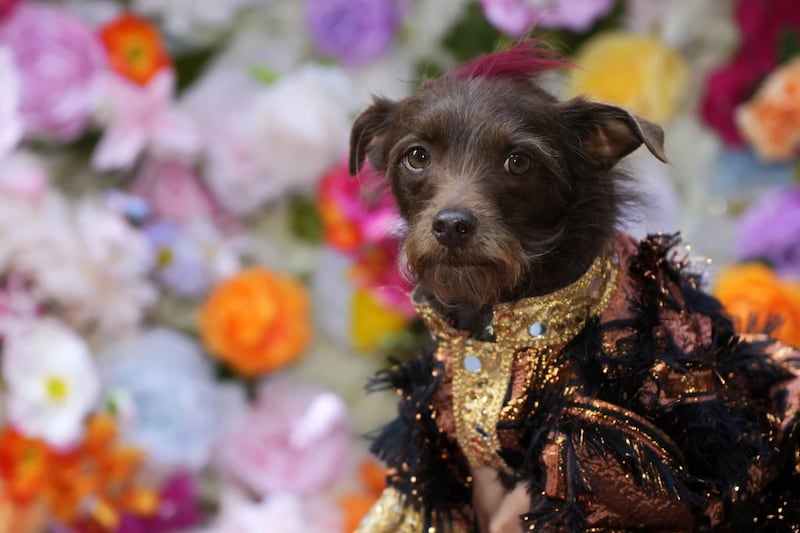 Pet Gala fashion show, Mayo 20