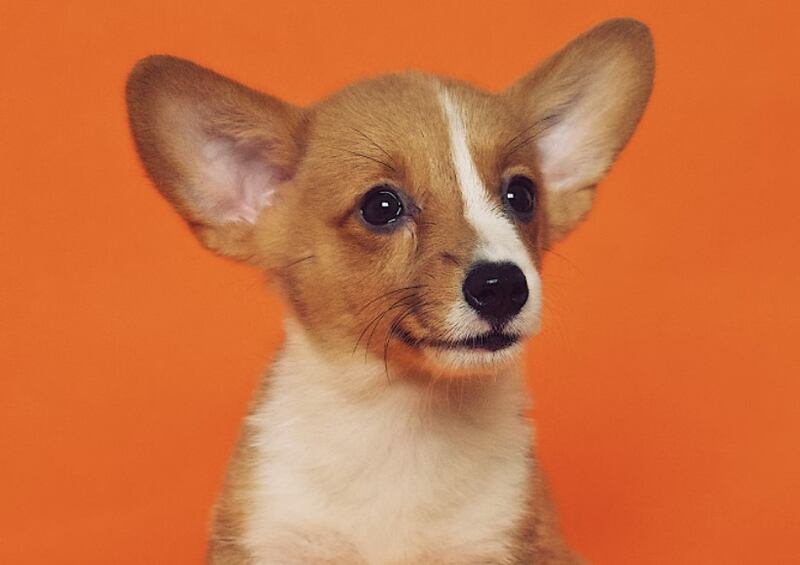 Los perritos son de las mascotas más adorables