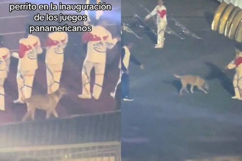 “¡Grita tu rut!”: Perrito se robó todas las miradas tras colarse en la inauguración de los Panamericanos 2023