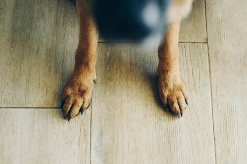 Hombre recibió disparo de su perro mientras dormía.