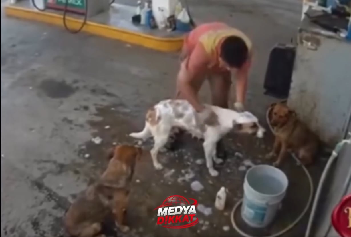 Despiden a empleado de gasolinera por bañar perros callejeros y provocan boicot masivo
