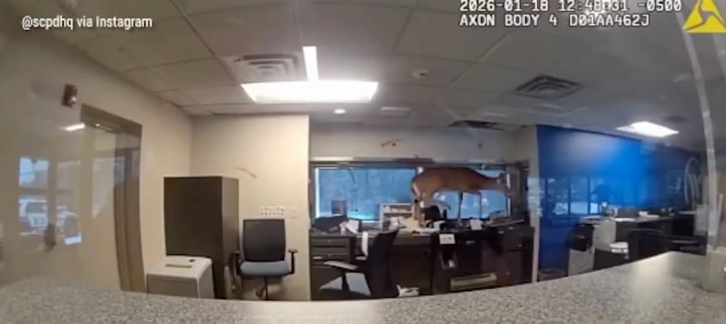 Policía acudió por un robo a un banco y encontraron a un intruso inesperado - Fuente: Video de X