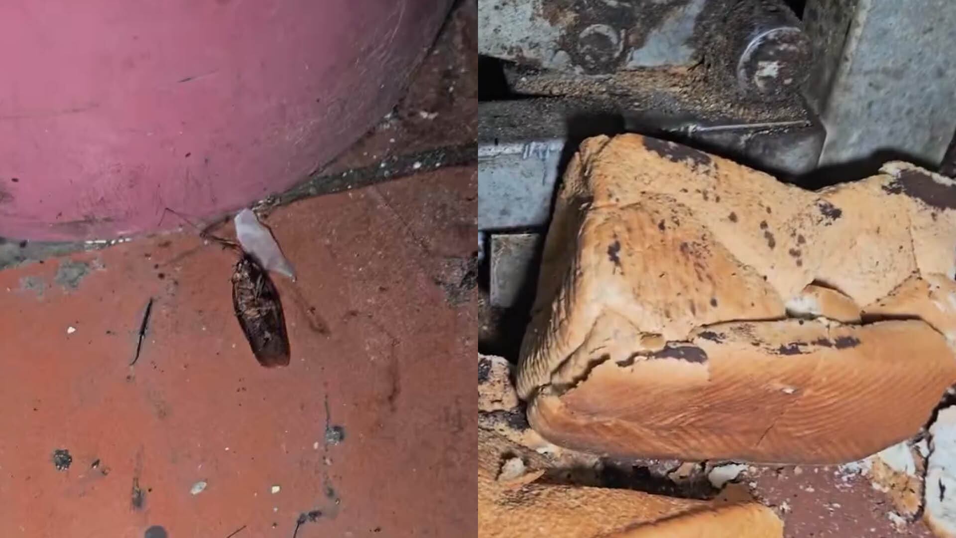 VIDEO: cucarachas, heces de roedor y mucho desaseo encontraron en una planta panificadora de Guayaquil