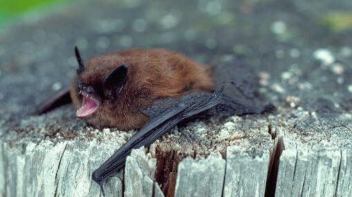 VIDEO: el momento en que murciélago mordió a una cantante de rock durante la gira de AC/DC