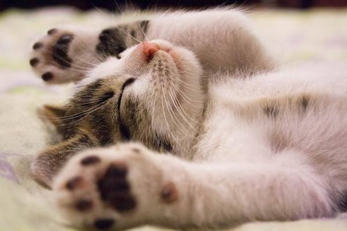 ¿Sabe usted por qué ronronean los gatos? Acá la respuesta