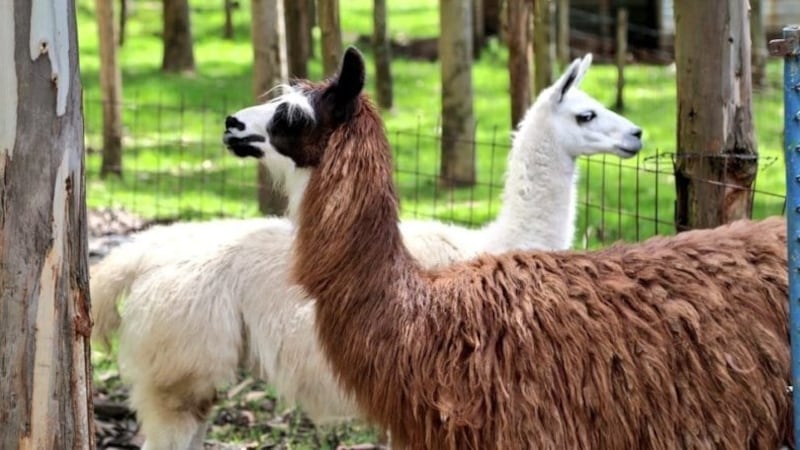 Parques metropolitanos de Quito