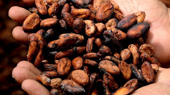 Cacao.