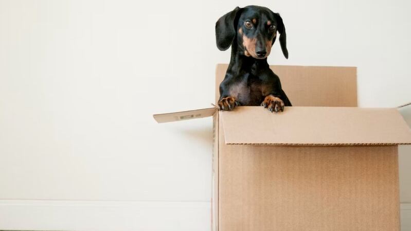 Una adorable mascota que ayuda en el hogar