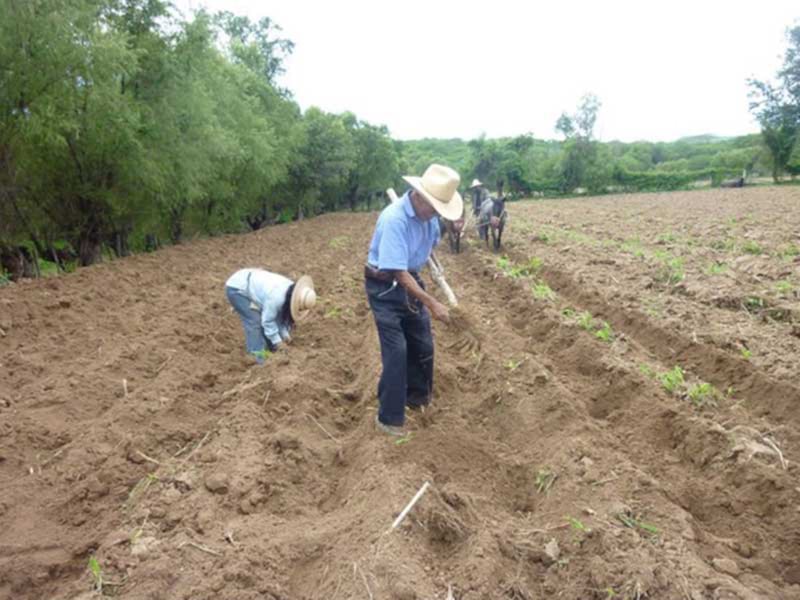 campesino