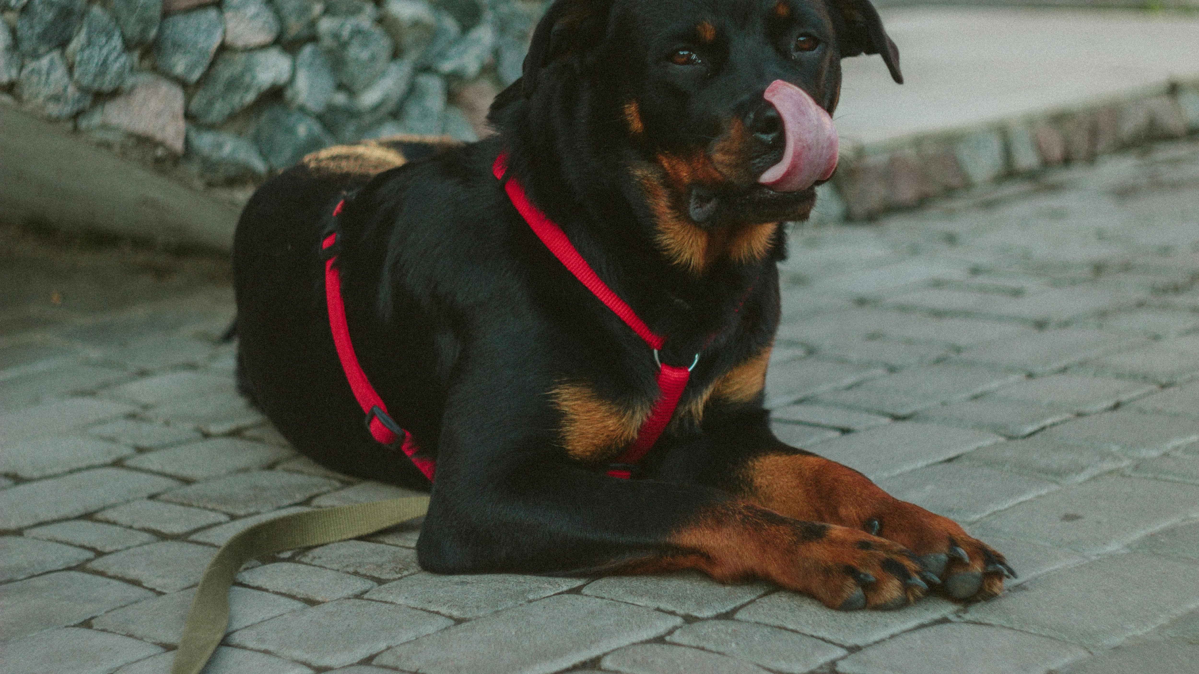 Mujer muere tras ser mordida por su perro durante una pelea por un nugget de pollo