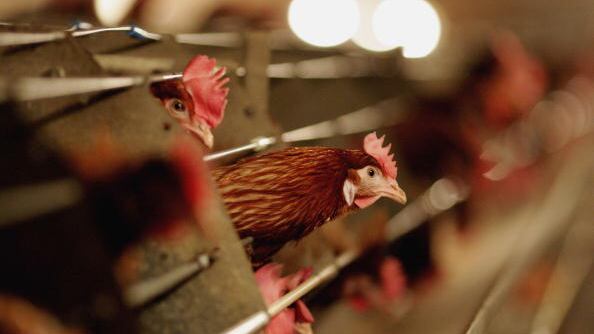 Registran primera muerte por gripe aviar en China.
