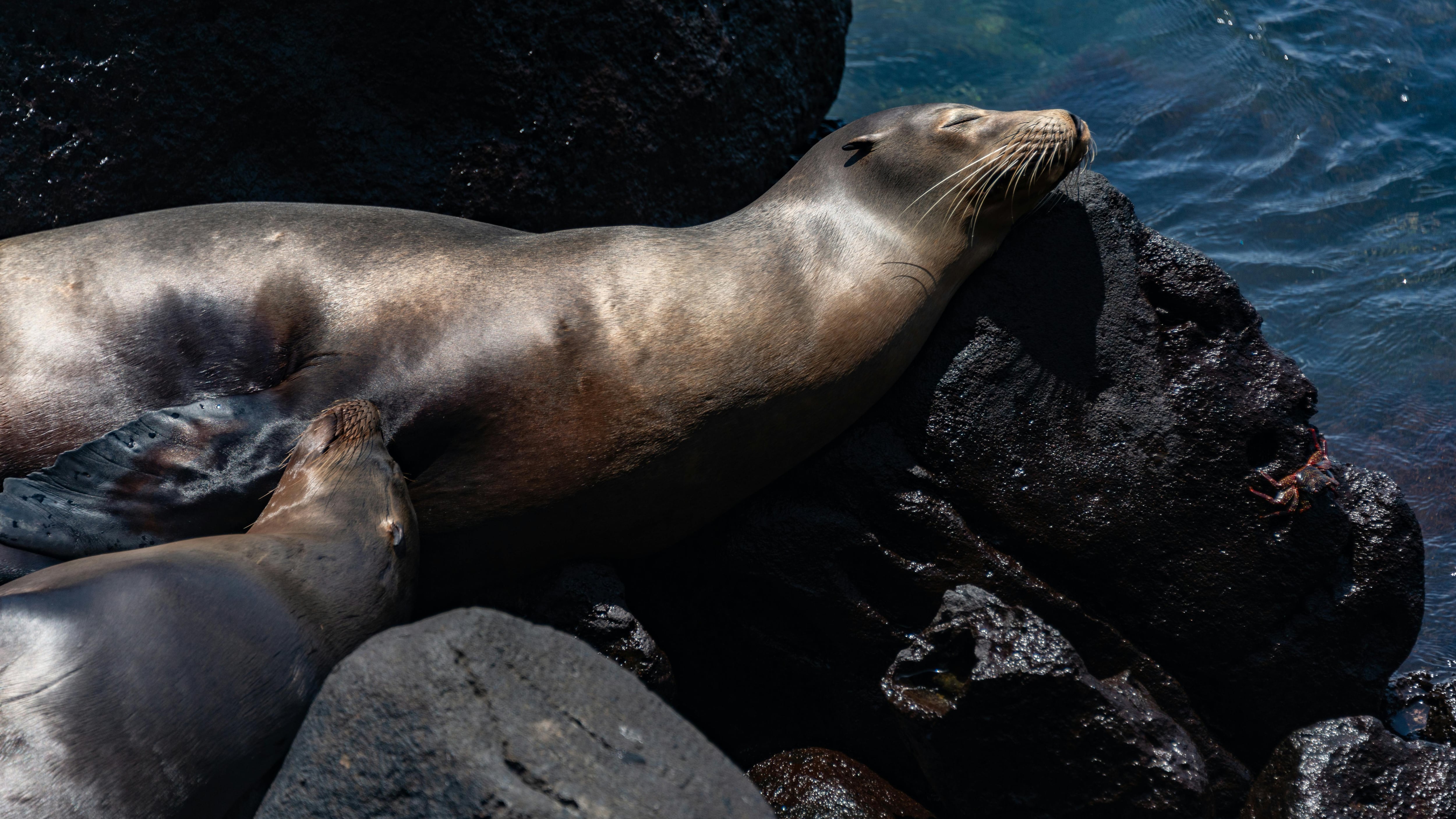 Sea Lions of the Galápagos
