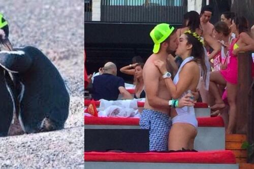 Pingüina le es infiel a su pareja y la convierten en #LadyPingüina