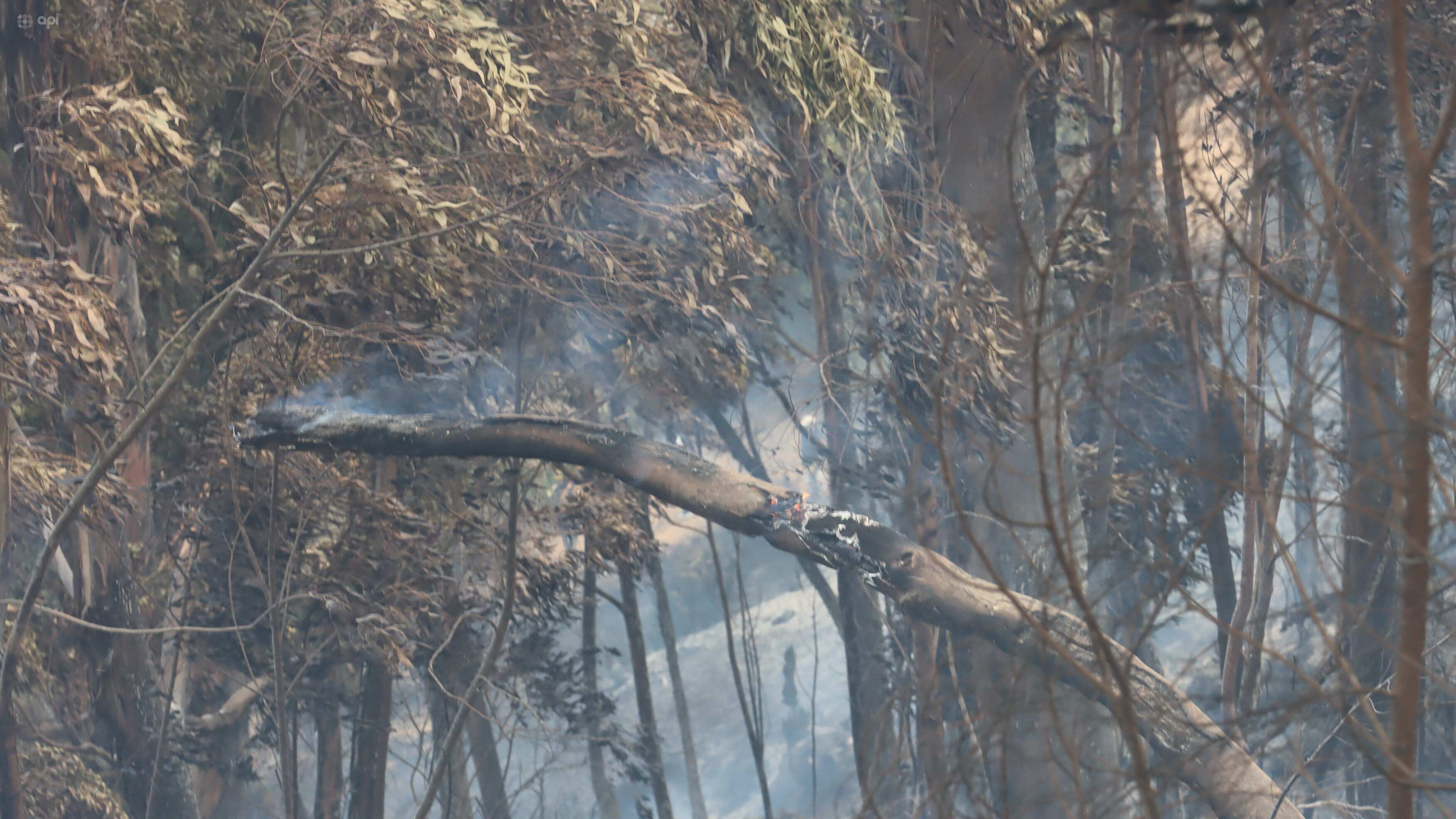 Incendio en el bosque de el Panecillo.