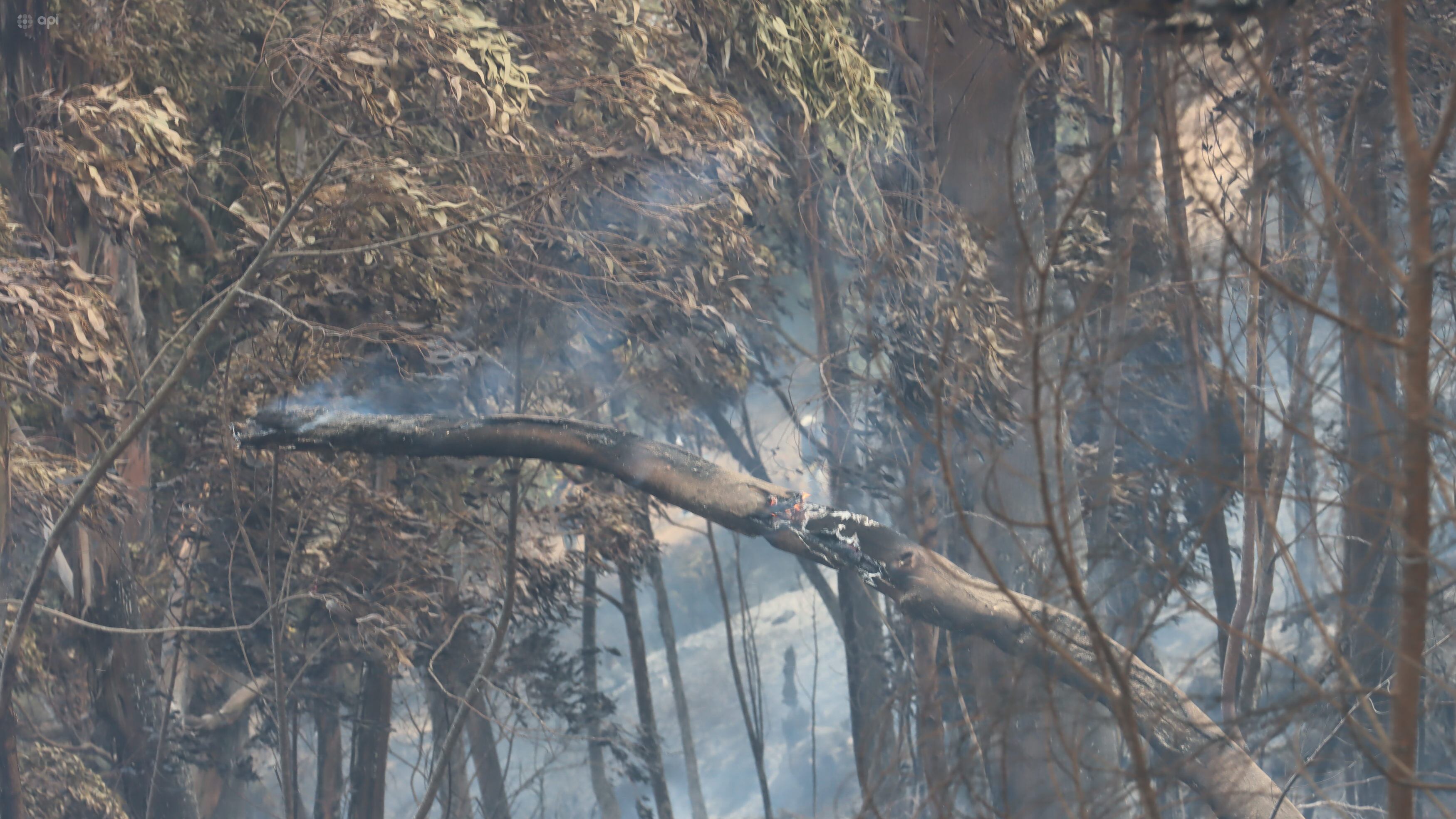 Incendio en el bosque de el Panecillo.