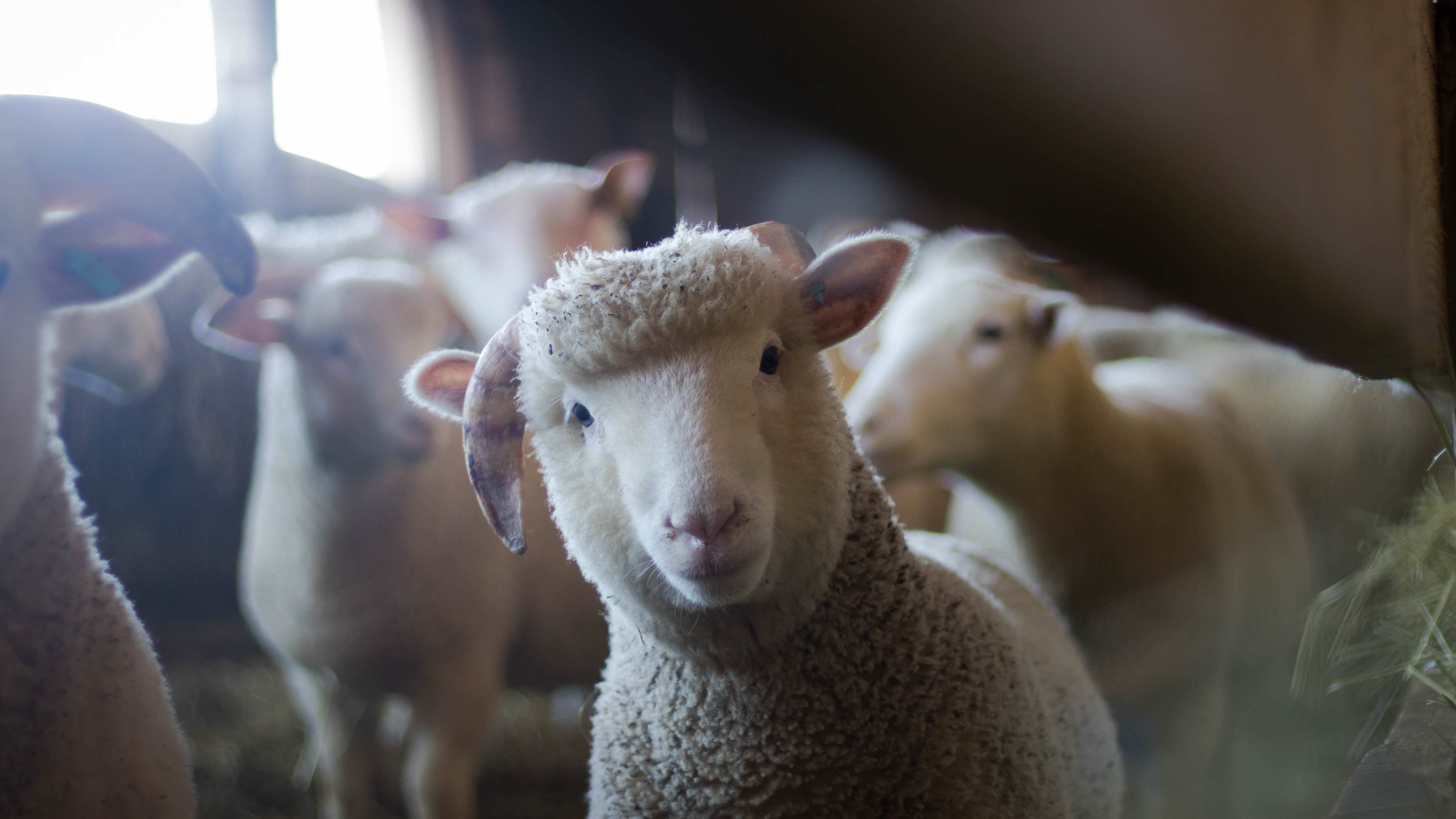 Ovejas se comieron una plantación de 100 kilogramos de cannabis
