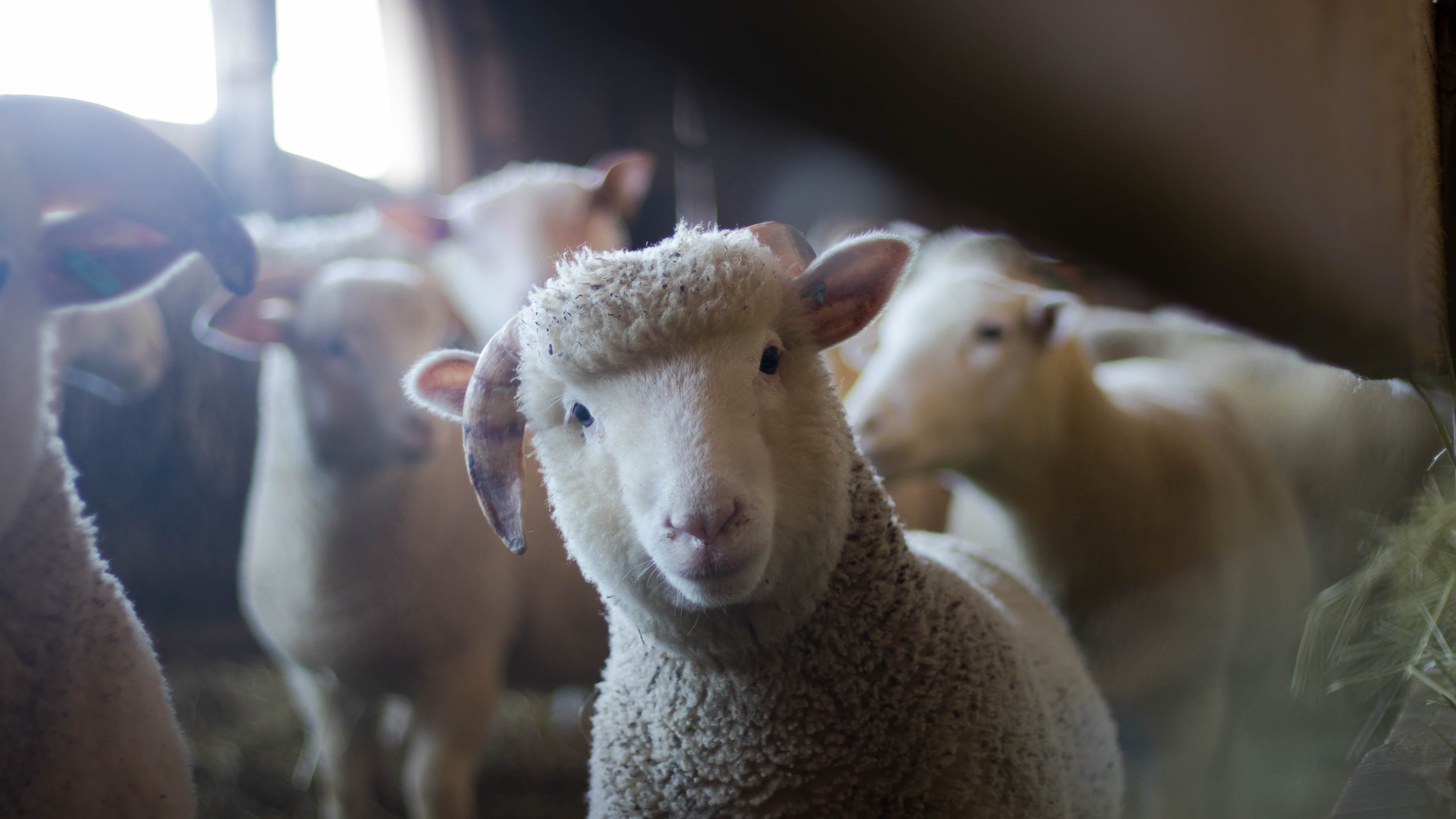 Ovejas se comieron una plantación de 100 kilogramos de cannabis