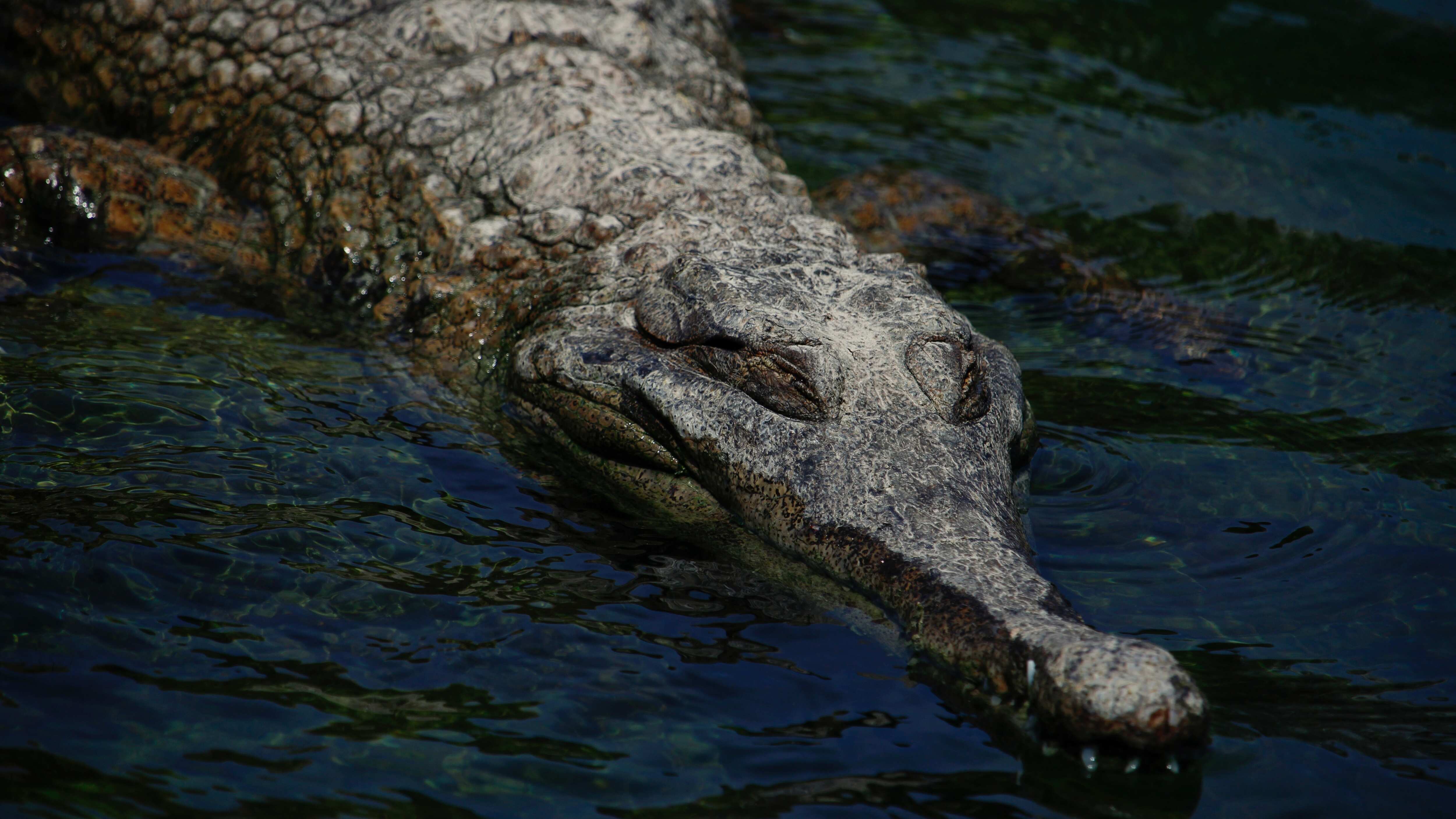 Cocodrilo en Salinas