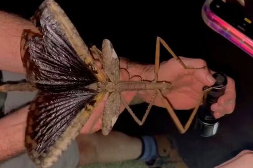 Caminaban por la selva y tropezaron con un insecto de 40 centímetros