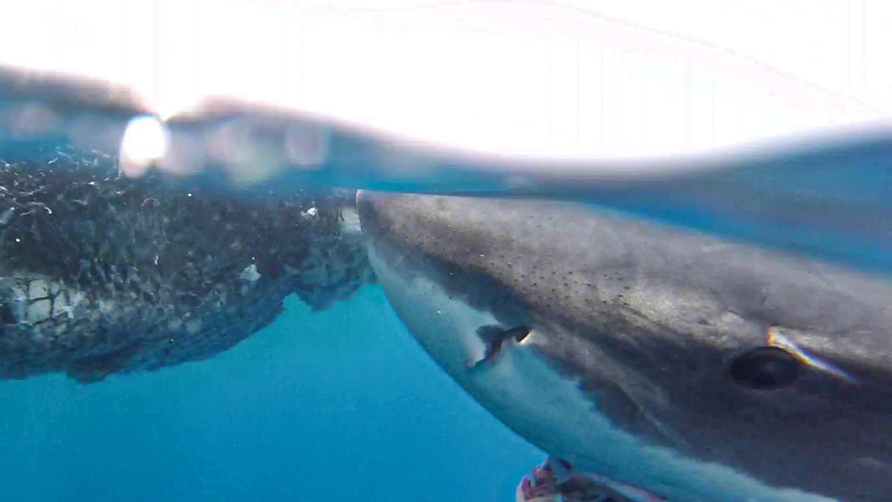 Tiburón blanco en las Islas Galápagos