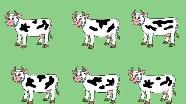 Localiza la vaca diferente.