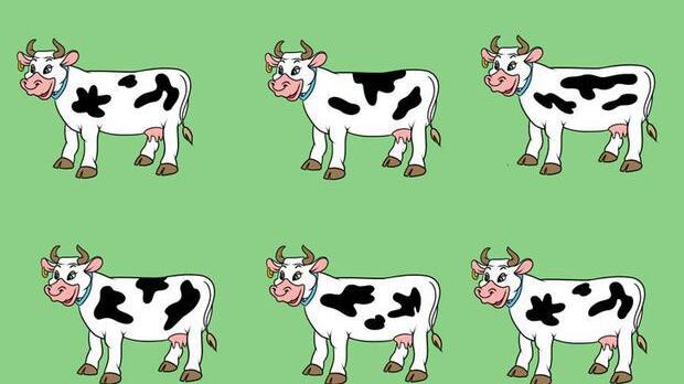 Localiza la vaca diferente.