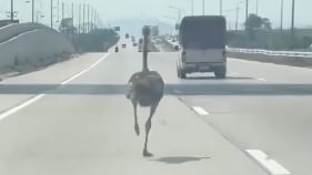 Avestruz fue captada corriendo por una autopista principal en Tailandia - Fuente: Video de X