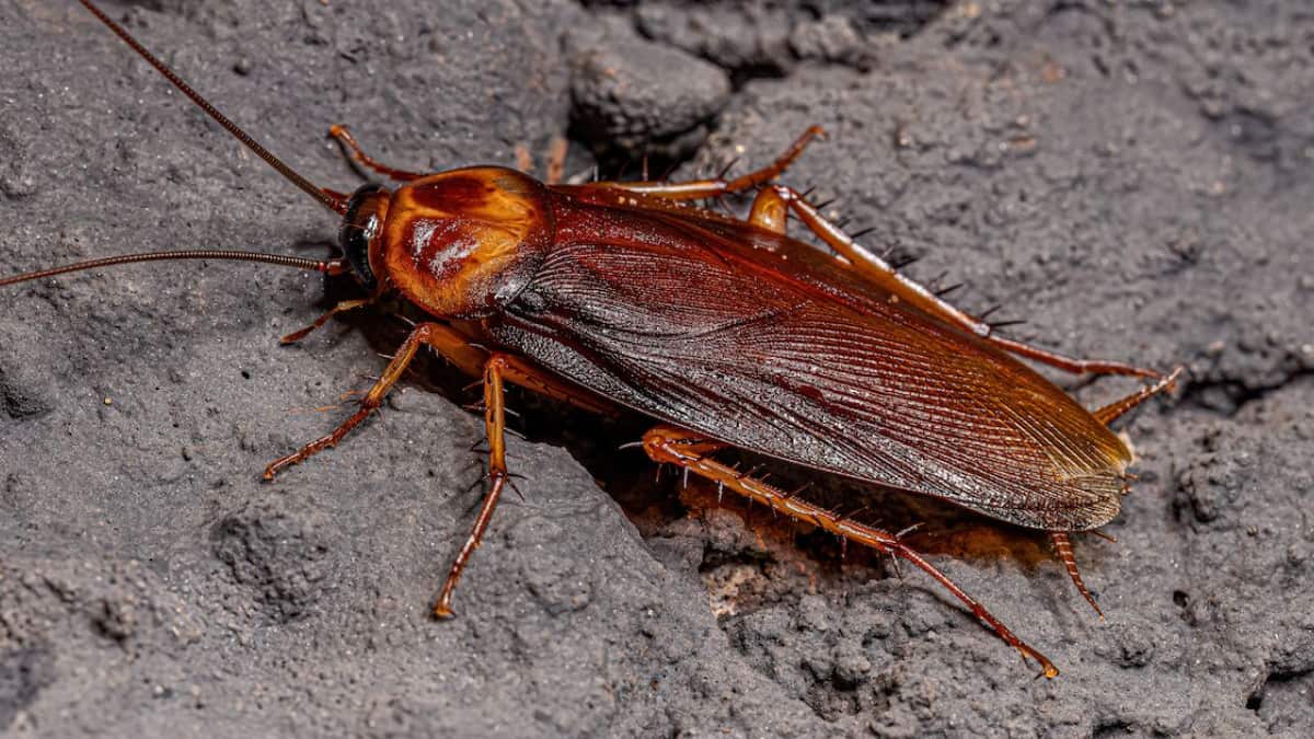 Invasión de súper-cucarachas durante ola de calor alerta a México