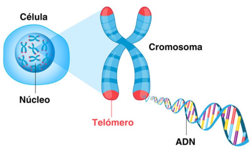 Telomero