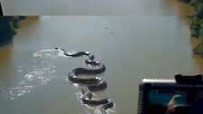 Video: Supuesta anaconda gigante es captada en el Río Amazonas