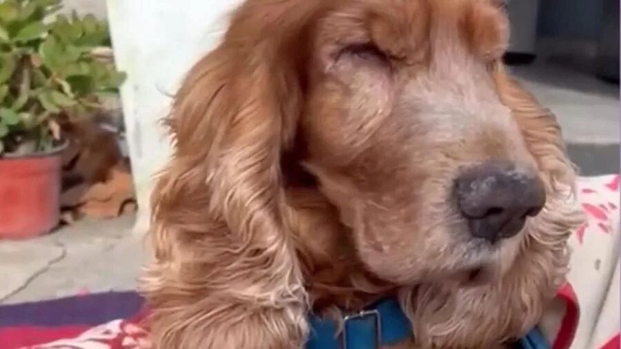 El perrito consiguió otro hogar en donde lo recibieron con todo el amor